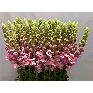 ANTIRRHINUM POTOMAC LAVENDER