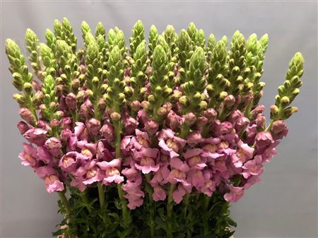 ANTIRRHINUM POTOMAC LAVENDER