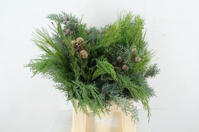 <h4>CONIFEER MIXED</h4>