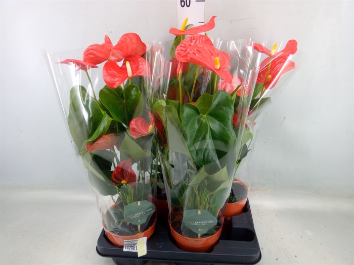 <h4>Anthurium andr. 'Atlas'</h4>