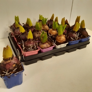 Hyacinthus mix 7Ø 12cm 1pp