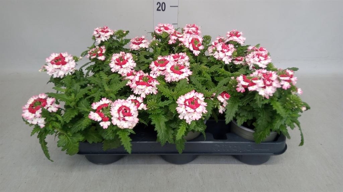 <h4>Verbena   ...</h4>