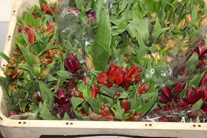 <h4>ALSTROEMERIA VARIADO 080 CM</h4>