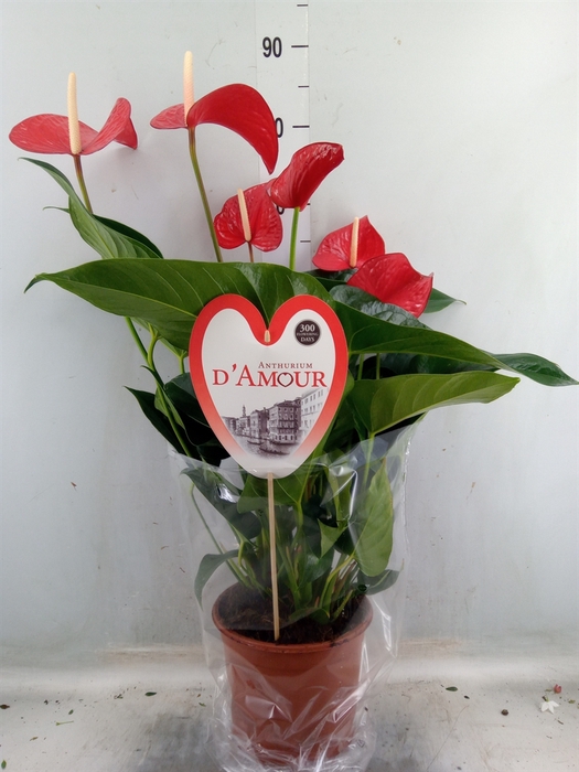 <h4>Anthurium andr. 'Red Bull'</h4>