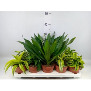 Dracaena   ...mix