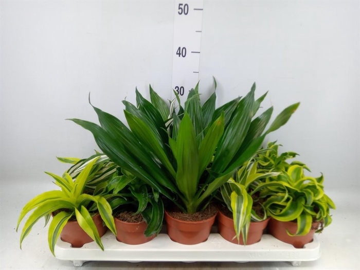 <h4>Dracaena   ...mix</h4>