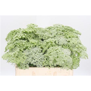 AMMI VISNAGA