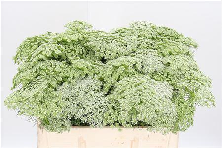 <h4>AMMI VISNAGA</h4>