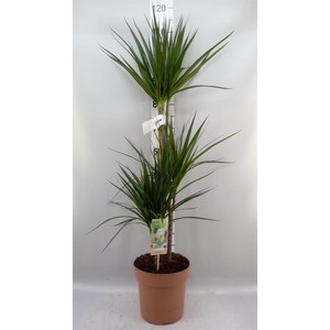 Dracaena marg.