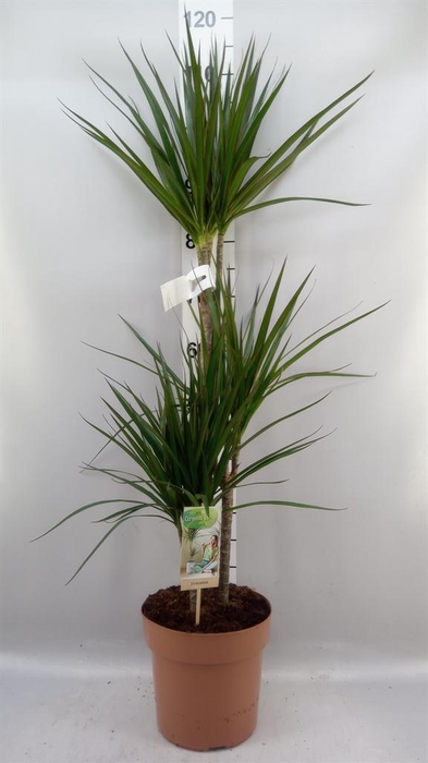 <h4>Dracaena marg.</h4>