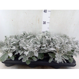 Jacobaea maritima