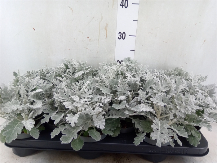 <h4>Jacobaea maritima</h4>