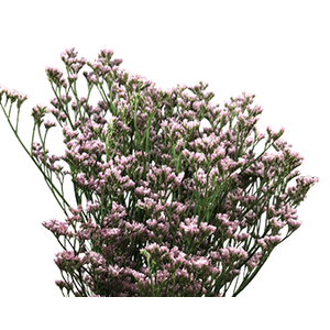 LIMONIUM KLARA SILVERY 060 CM PINK