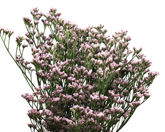 <h4>LIMONIUM KLARA SILVERY 060 CM PINK</h4>
