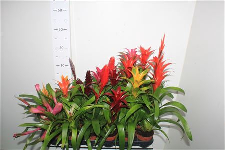 <h4>Bromelia Gem 14 Srt</h4>