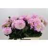 Dahlia Sweet Nathalie