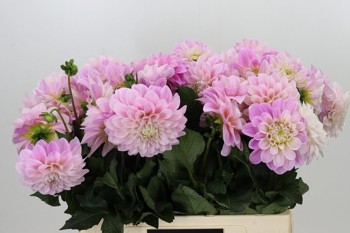 <h4>Dahlia Sweet Nathalie</h4>