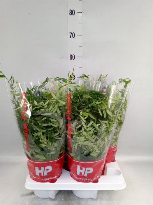 <h4>Aeschynanthus  'Japhrolepis'</h4>