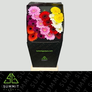 GE MI MIXED SUMMIT FAVORITES DIAMOND