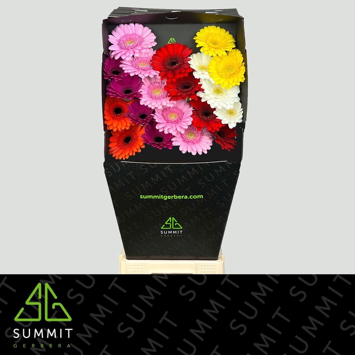 <h4>GE MI MIXED SUMMIT FAVORITES DIAMOND</h4>