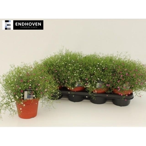 GYPS MURALIS GEM POT