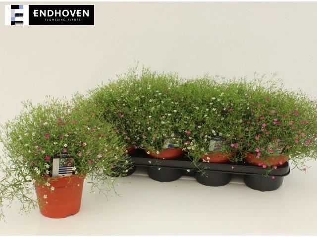 <h4>GYPS MURALIS GEM POT</h4>