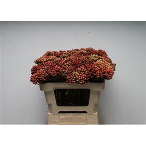 Kaaps Brunia Red Small X 20