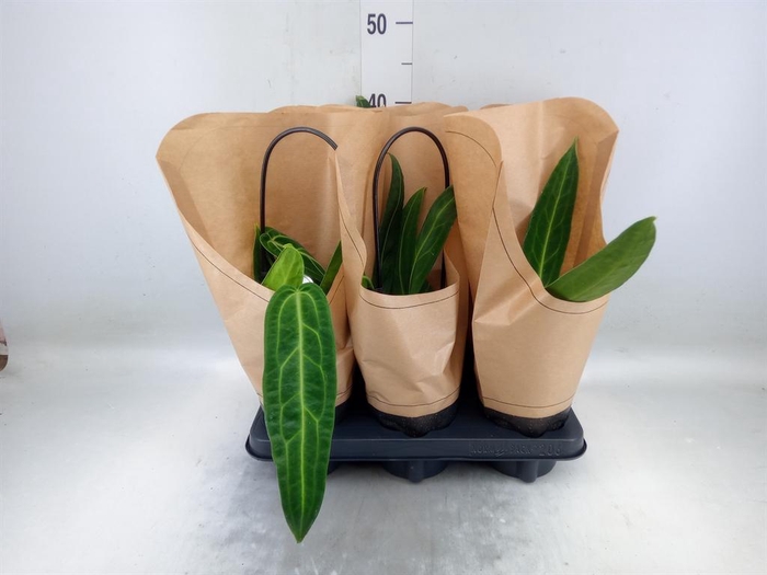 <h4>Anthurium   ...</h4>