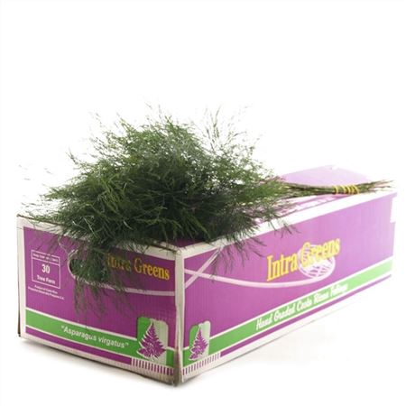 <h4>Asparagus per bos virgatus</h4>