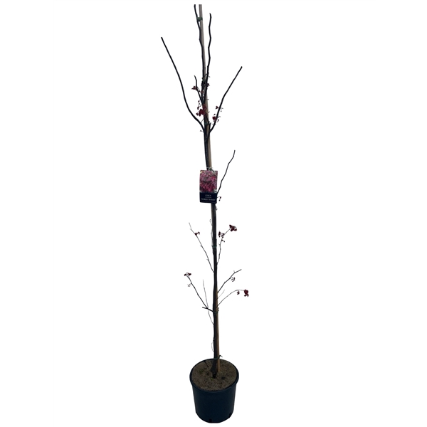 <h4>cercis can. Forest Pansy 175-200 cm geveerd</h4>