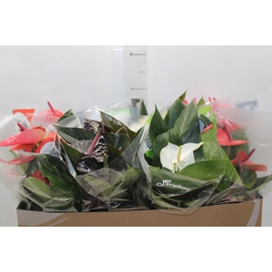 ANTHURIUM VARIADO P15