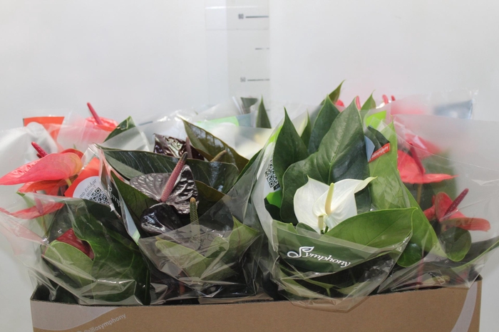 <h4>ANTHURIUM VARIADO P15</h4>