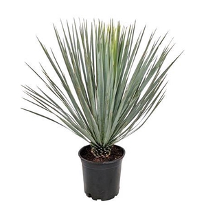 Yucca Rostrata 24