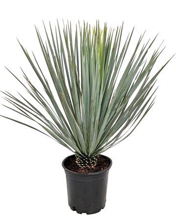 <h4>Yucca Rostrata 24</h4>