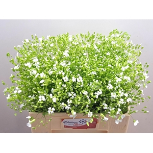 SAPONARIA BS OV WIT