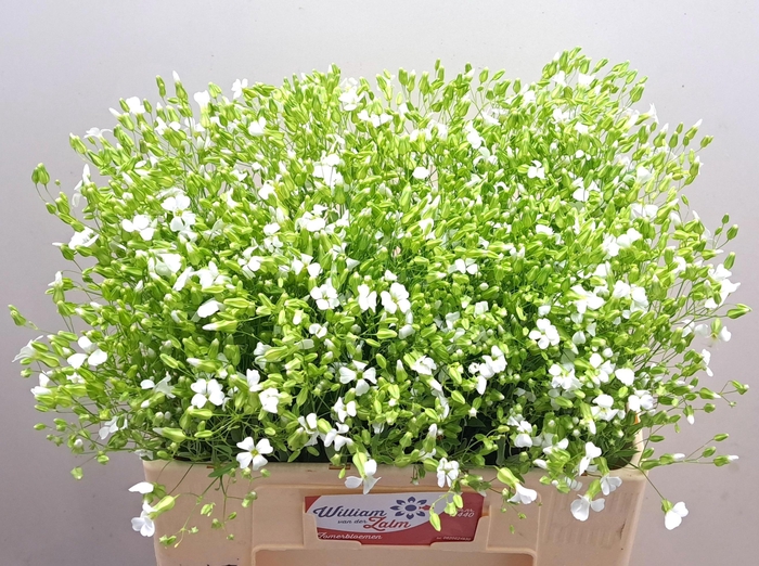 <h4>SAPONARIA BS OV WIT</h4>
