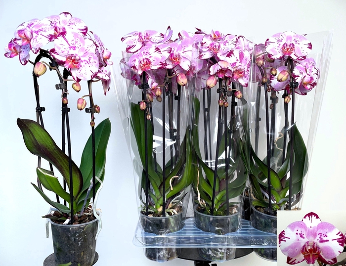 <h4>PHAL EL CASCADE</h4>