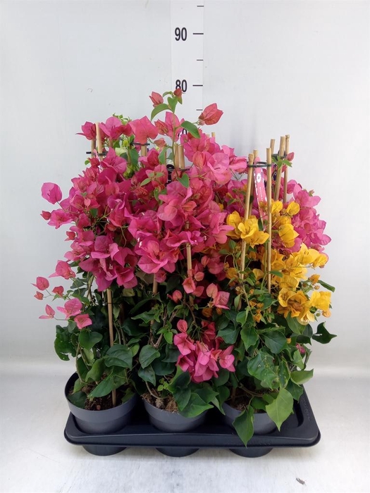 <h4>Bougainvillea   ...</h4>