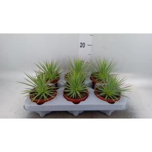 Agave stricta 'Nana'