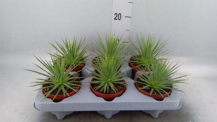 <h4>Agave stricta 'Nana'</h4>