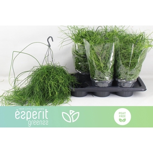 RHIPSALIS BA OASIS
