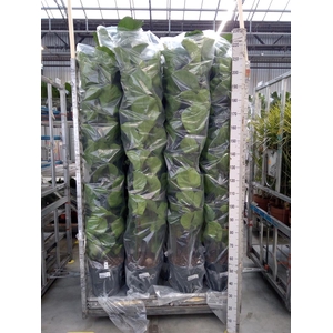 Ficus lyrata 'Bambino'