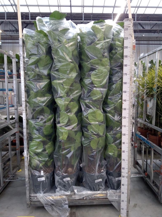 <h4>Ficus lyrata 'Bambino'</h4>