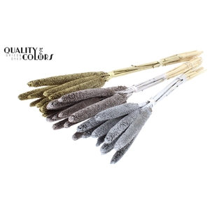 DRIED Babala on natural stem Mixed colours Wedding