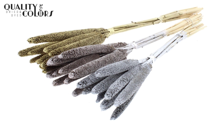 <h4>DRIED Babala on natural stem Mixed colours Wedding</h4>