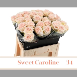 R GR SWEET CAROLINE