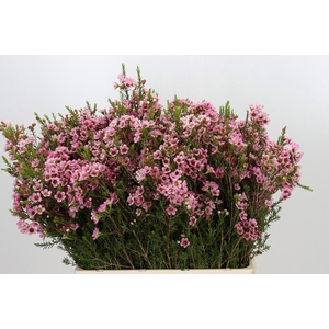 Chamelaucium Sarah's Delight