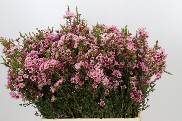 <h4>Chamelaucium Sarah's Delight</h4>
