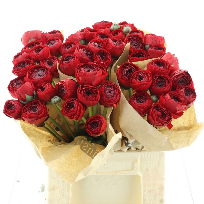 <h4>Ran Su Tango Red (fr)</h4>