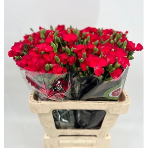 Dianthus Sp Solomio Ruby